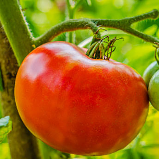 Tomatplanta Minibifftomat 'Sereen'