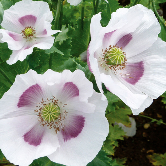 Opievallmo 'Maanzaad' (Bread seed poppy)