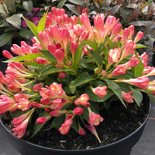 Rosenprakttry All Summer Peach, 1-pack