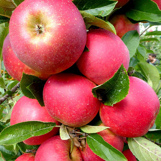 Äpple 'Agnes'