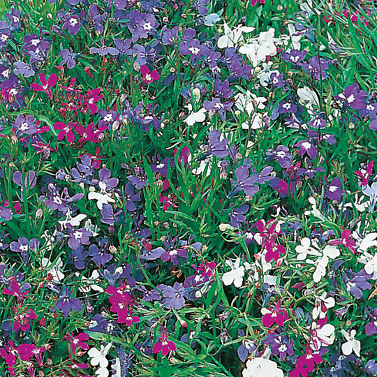 Hänglobelia 'String of Pearls'