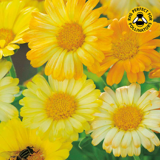 Ringblomma 'Daisy Mix'