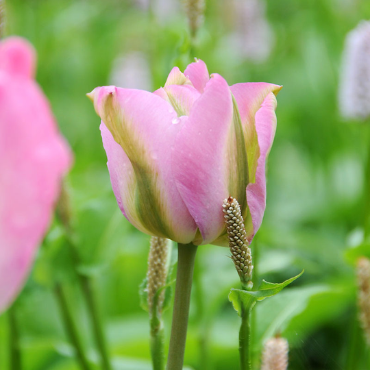 Viridifloratulpan ’Groenland’