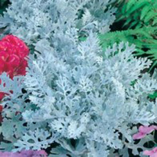 Silverek 'Silver Dust'