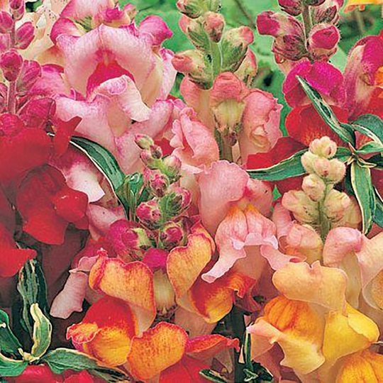 Lejongap 'Frosted Flames'