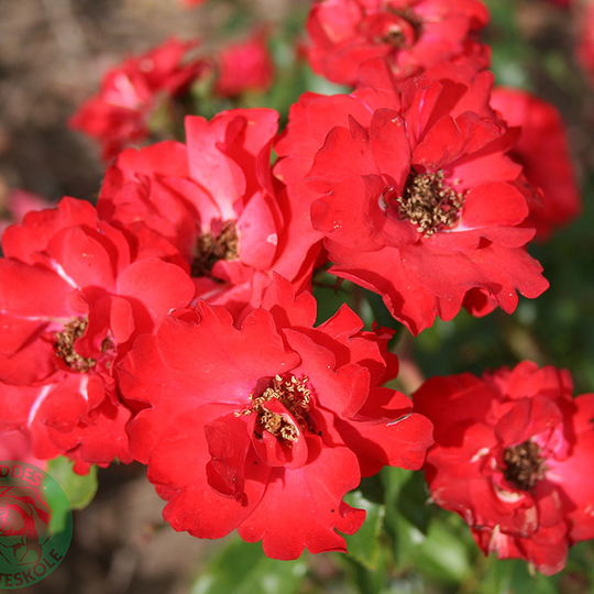 Ros 'La Sevillana'