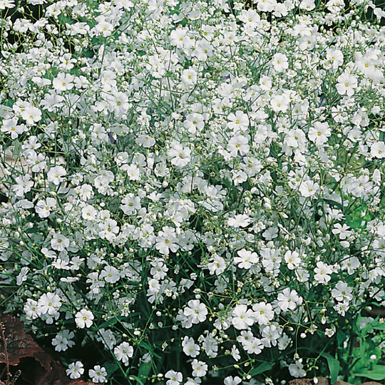 Sommarslöja 'Covent Garden'