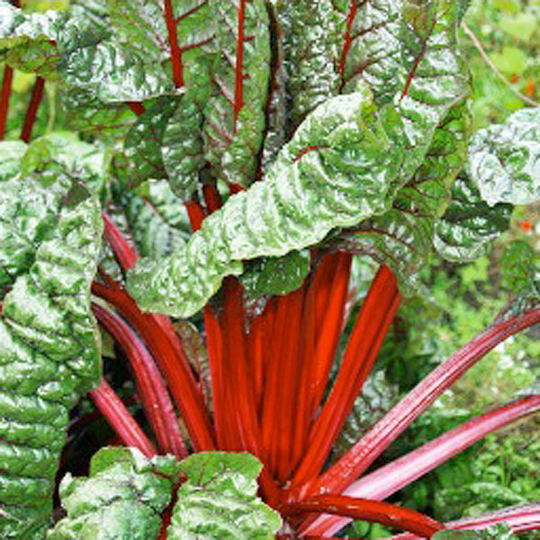 Mangold 'Rhubarb Chard'