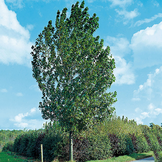 Goliatpoppel, Populus canadensis 'Robusta'