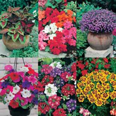 Terrassväxter (Collection pack)