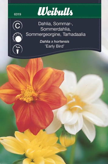 Weibulls Dahlia Early Bird Sommar