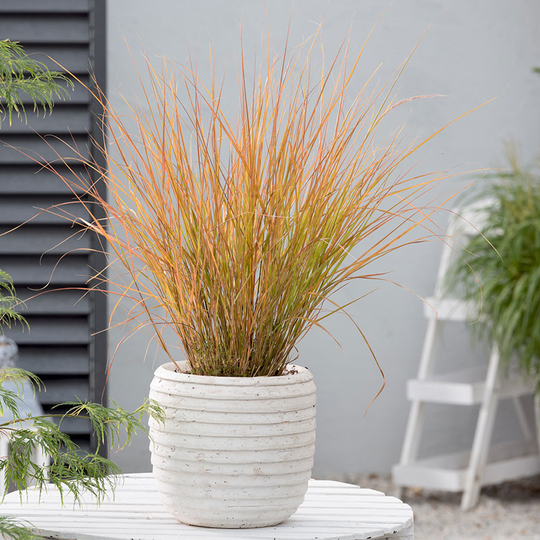 Anemanthele 'Sirocco', 2L