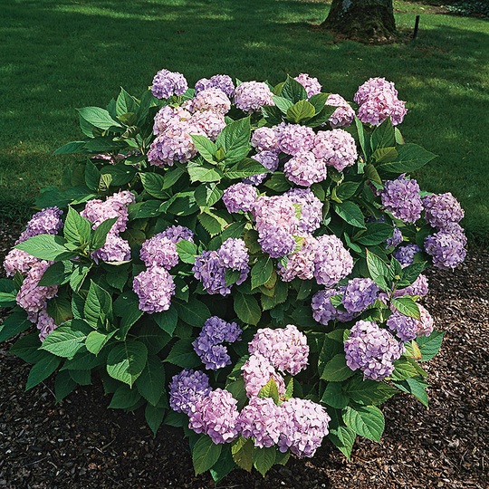 Hortensia 'Endless Summer The Bride'