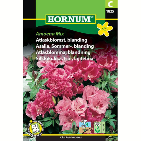 Atlasblomma Amoena Mix