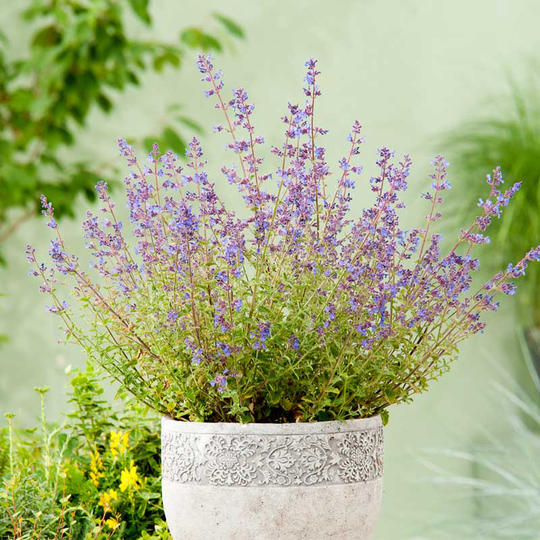 Kantnepeta 'Kit Cat', 6-pack