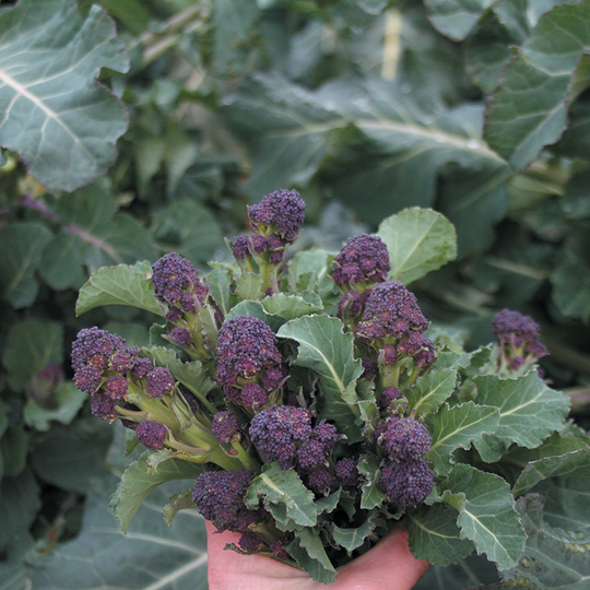 Broccoli 'Cardinal'