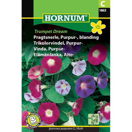 Purpurvinda 'Trumpet Dream'