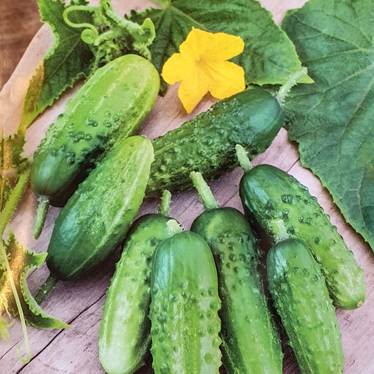 Frilandsgurka 'Julian'