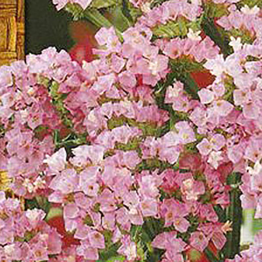 Risp rosa