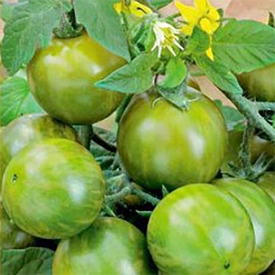 Tomatplanta Tomat 'Green Zebra'