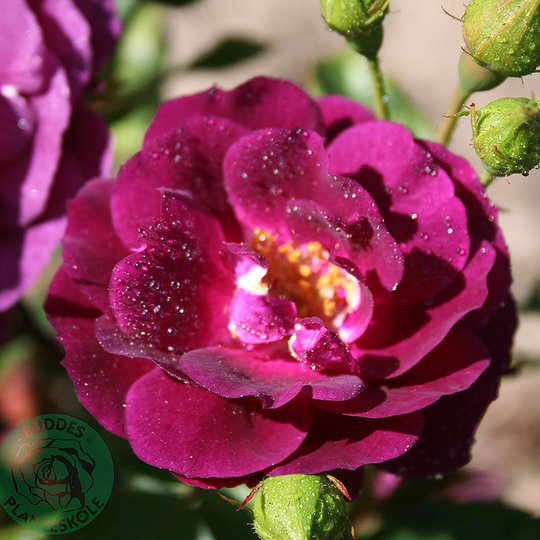 Ros 'Midnight Blue'