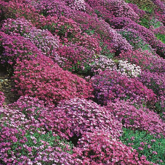 Aubrietia 'Cascade Mixed'