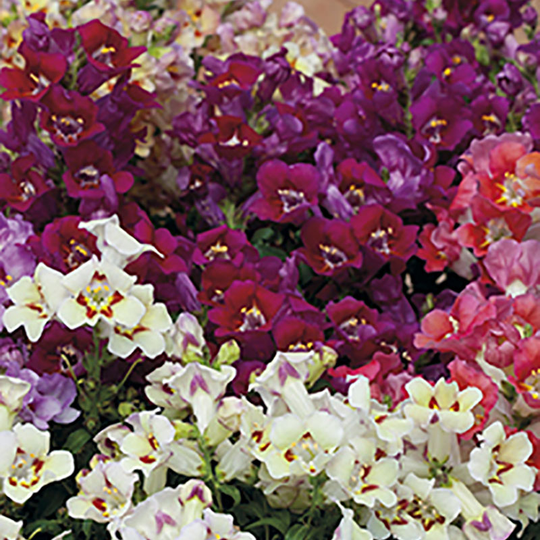 Lejongap 'Antiquity Red'