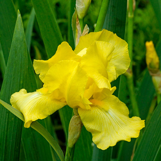 Trädgårdsiris ’Yellow’