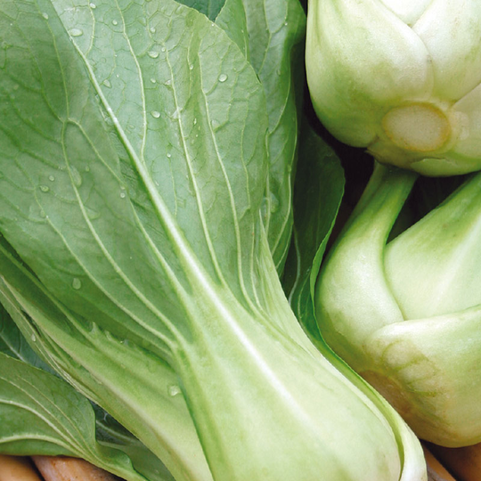 Sellerikål, pak choi 'Green Revolution' F1