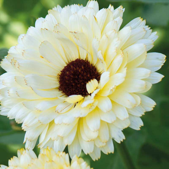 Ringblomma 'Snow Princess'
