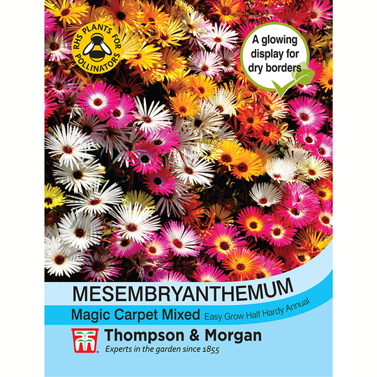 Stor Doroteablomma 'Magic Carpet Mixed'