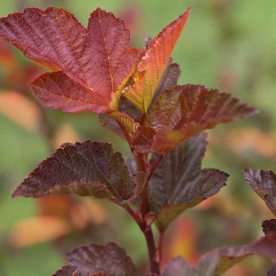 Smällspirea 'Little Angel', 1-pack