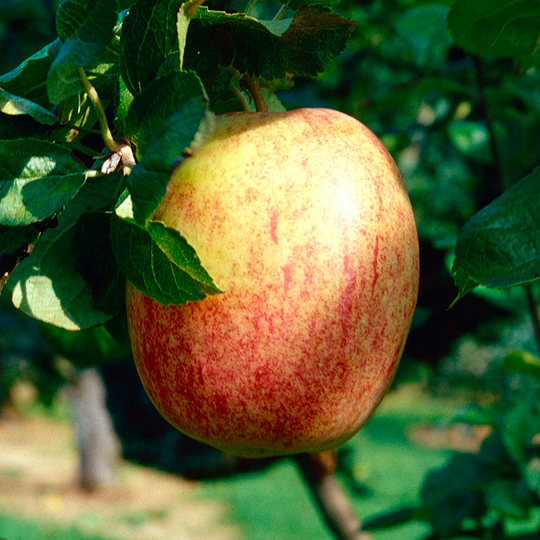 Ympris äpple 'Melon'