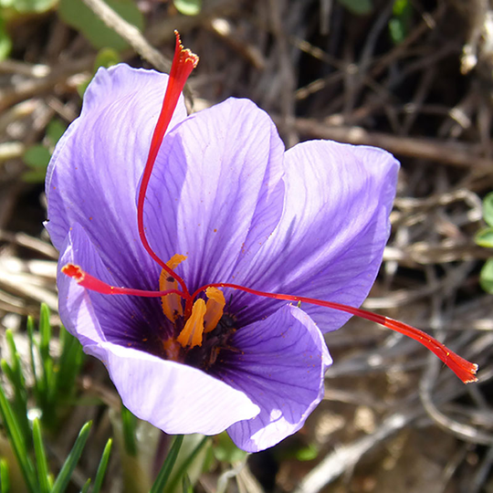 Saffranskrokus