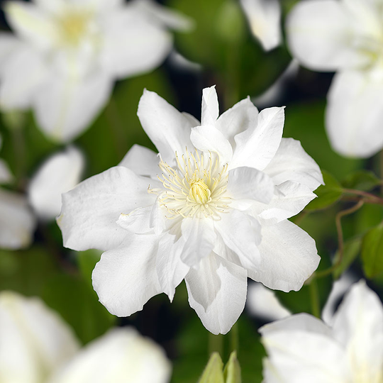 Klematis 'Sylvia Denny'
