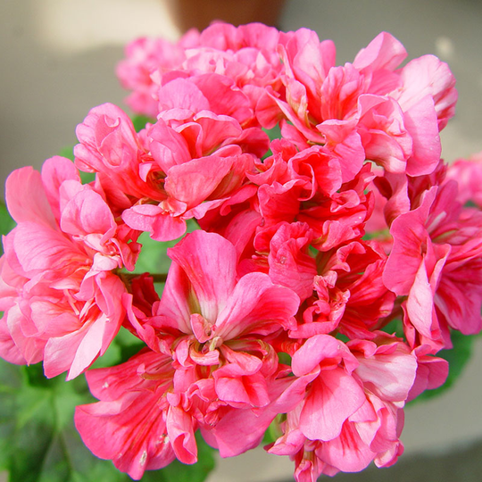 Zonalpelargon 'Brookside Flamenco'