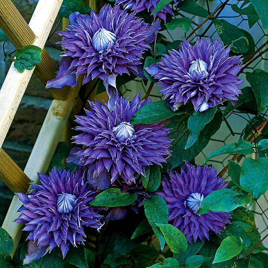 Klematis 'Multi Blue'