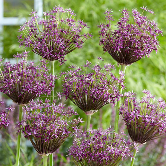 Allium 'Miami'
