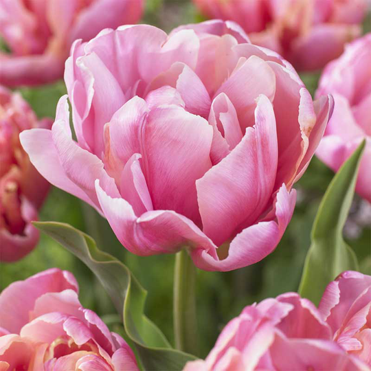 Tulpan 'Pink Star'