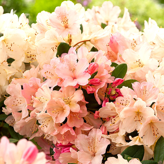 Rhododendron 'Percy Wiseman'