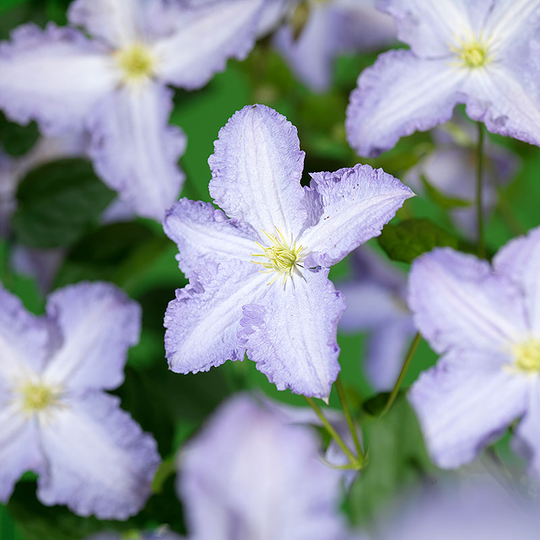 Klematis 'Blue Angel'