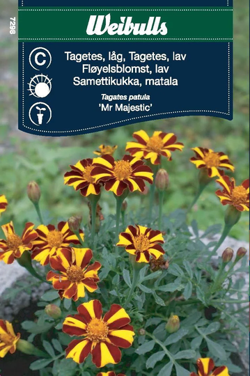 Weibulls Tagetes Mr Majestic