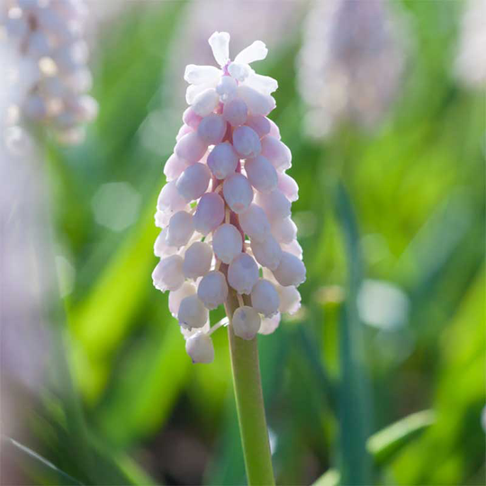 Pärlhyacint 'Pink Sunrise'