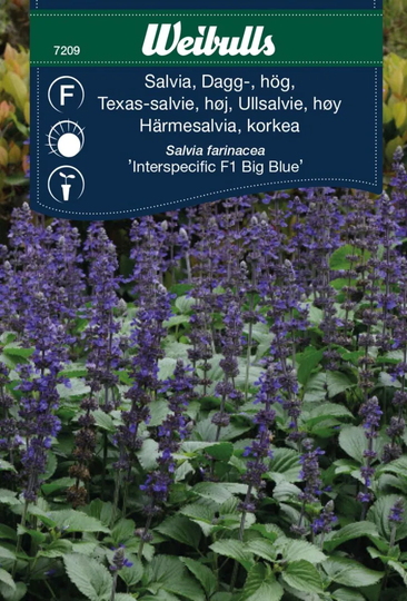 Weibulls Daggsalvia Hög Interspecifi F1 Big Blue