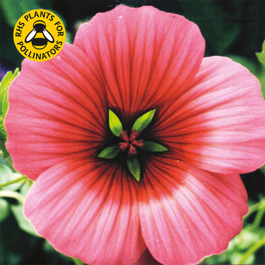 Praktmalva 'Vulcan'