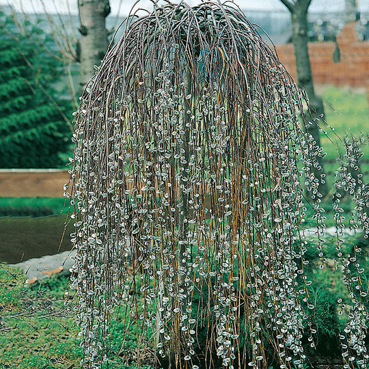 Hängsälg, Salix caprea 'Kilmarnock', 60 cm