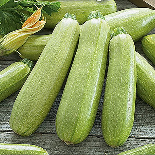 Squash 'Bianca Di Trieste'