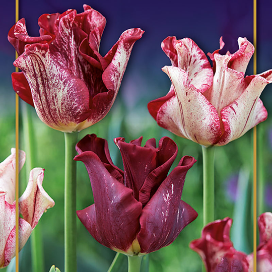Tulpan 'Striped Crown'