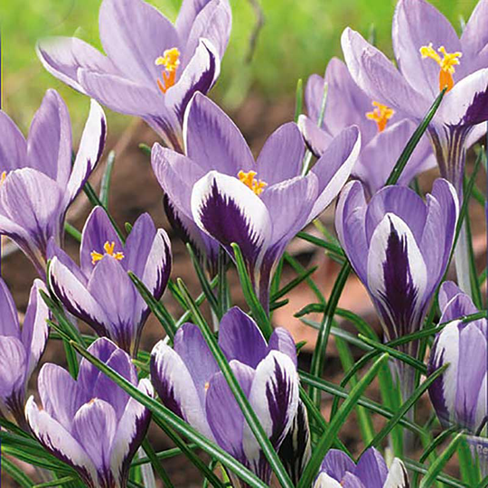 Krokus 'Spring Beauty'