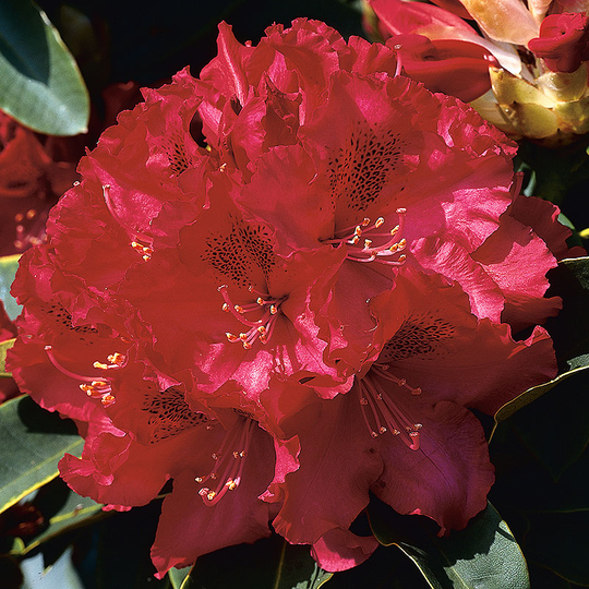 Rhododendron 'Nova Zembla' 40-50cm